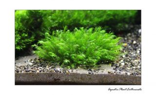 aquarium plants moss on mesh easy eu grown high quality all species