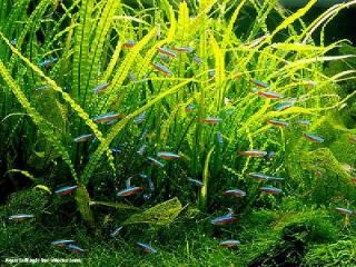 Narrow Leaf Java Fern  Live Anubias Moss Plant Aquarium