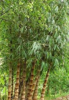 Dendrocalamus asper ( Giant Black Bamboo )   50 seeds   bamboo seeds