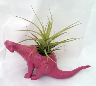 Barry the Brontosaurus Dinosaur Planter + Live Plant  Easy to Grow