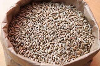 Rye Seed for Planting, Flour. Sprouting, Jucing, Cat Grass, Malting