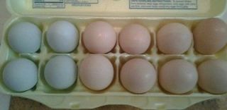 Jubilee Orpington and 4 Cream Legbar hatching eggs  12 eggs total