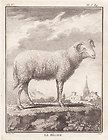 Antique Prints SHEEP BE​LIER BREBIS Buf​fon 1780