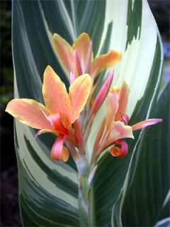 EXOTIC CANNA LILY BULB STUTTGART~UP TO 10 FEET~SHADE PLANT,WATER,PO ND