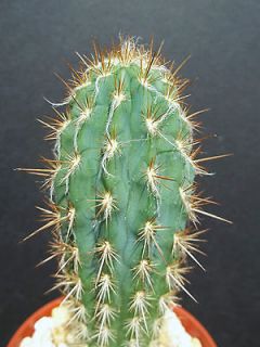 GOUNELLII exotic bue rare columnar cacti garden plant cactus 4 pot