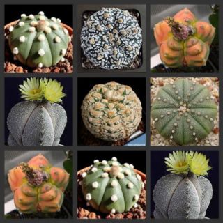 Garden Cactus/Succulent Seeds