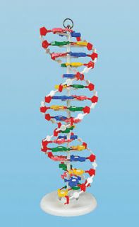 LARGE 25 Pre assembled DNA Molecular Model