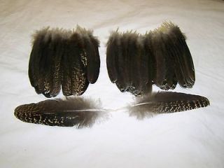 PEACOCK FEATHERS,EAGLE LOOK ALIKE ,35 COUNT 5 to 6 LONG