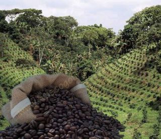 Columbian Medium Roast Coffee Beans NEW Sized Bags