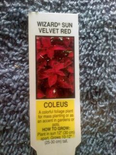 25 Wizard Sun Velvet Red Coleus Picture Tags Plant Tag