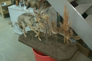 Coyote and rabbit mount   taxidermy