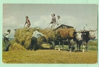 Postcard hay making scene in Nova Scotio, Canada using a yoke of Oxen