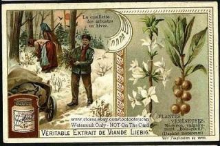 Daphne Plant Used As A Drug Pharmacy Medicine NICE 1903 Card