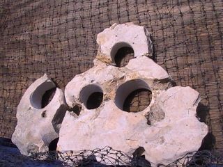 Texas holey rock aquarium cichlids fishtank stone decor