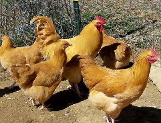 12  GOLD BUFF ORPINGTON CHICKEN HATCHING EGGS PURE BREED  BIG