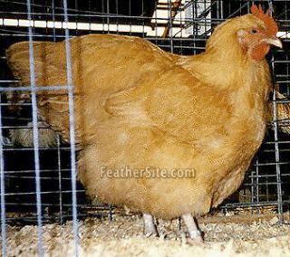 CHICKENS   Over 100 Books on CD, including Hatching Eggs Coop Info