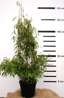 Fargesia murielae Standing Stone ® Bambus, 100/125cm hoch, keine